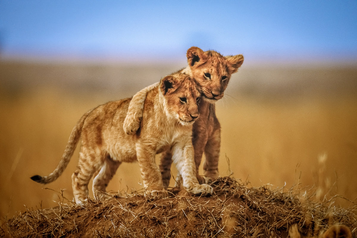 acrylic-print-brothers-for-life