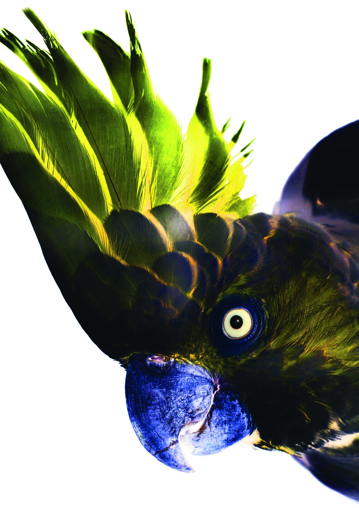 canvas-print-vivid-bird-glance