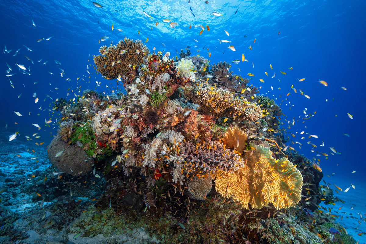 acrylic-print-underwater-biodiversity-x