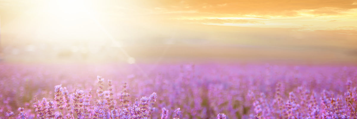 panoramic-canvas-print-sunset-in-lavender-field-panorama