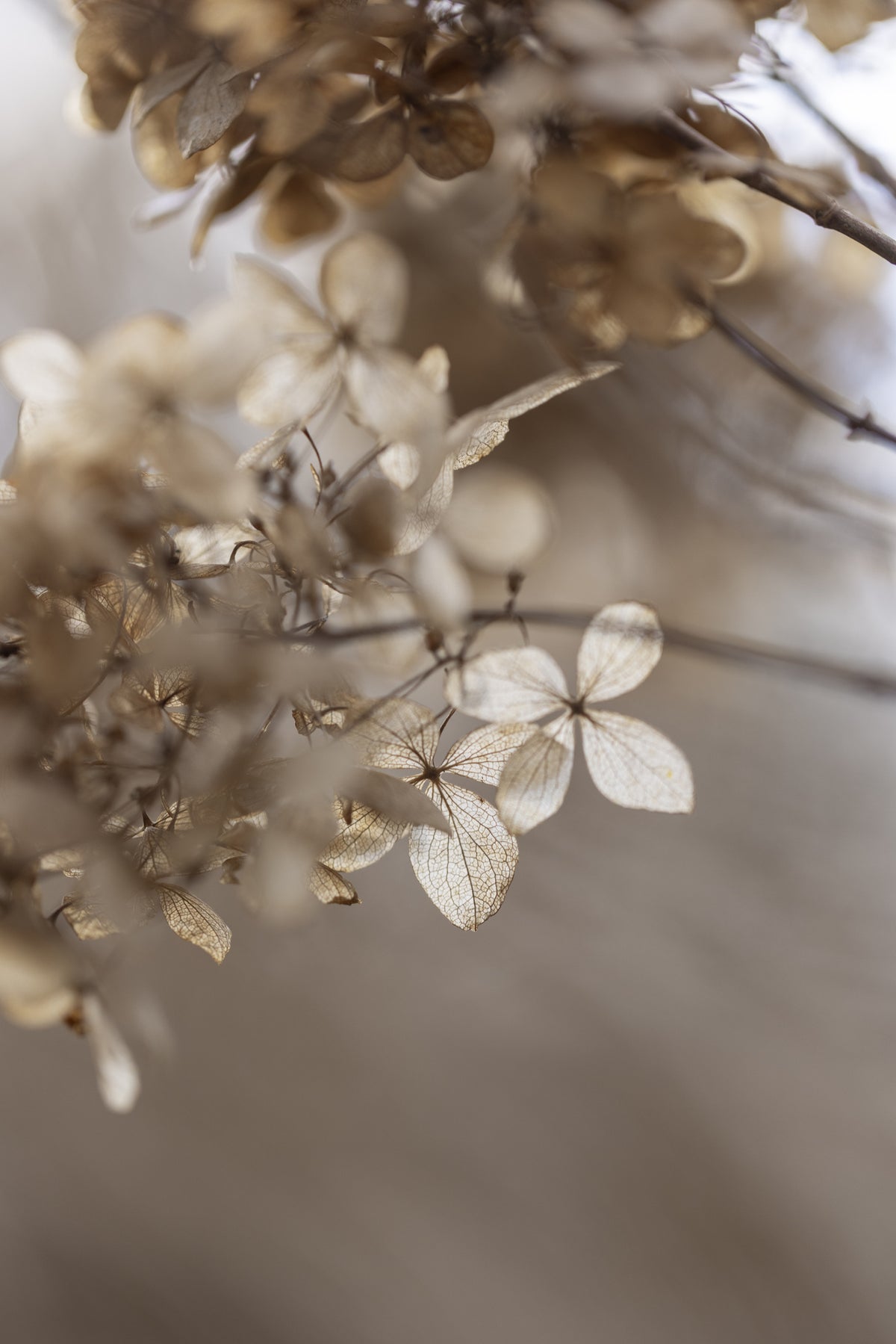 canvas-print-hydrangea-1