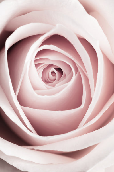 poster-print-pink-rose-no-1
