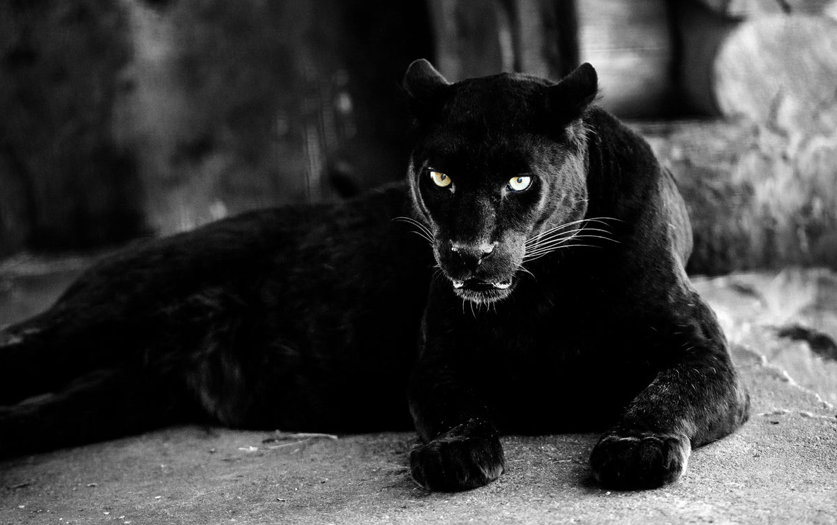 modern-3-piece-canvas-print-large-black-panther