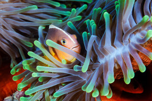 canvas-print-clownfish