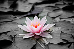 framedcanvas-print-the-art-of-water-lily