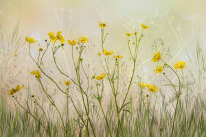 canvas-print-good-morning-xid