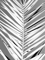 acrylic-print-monochrome-fronds