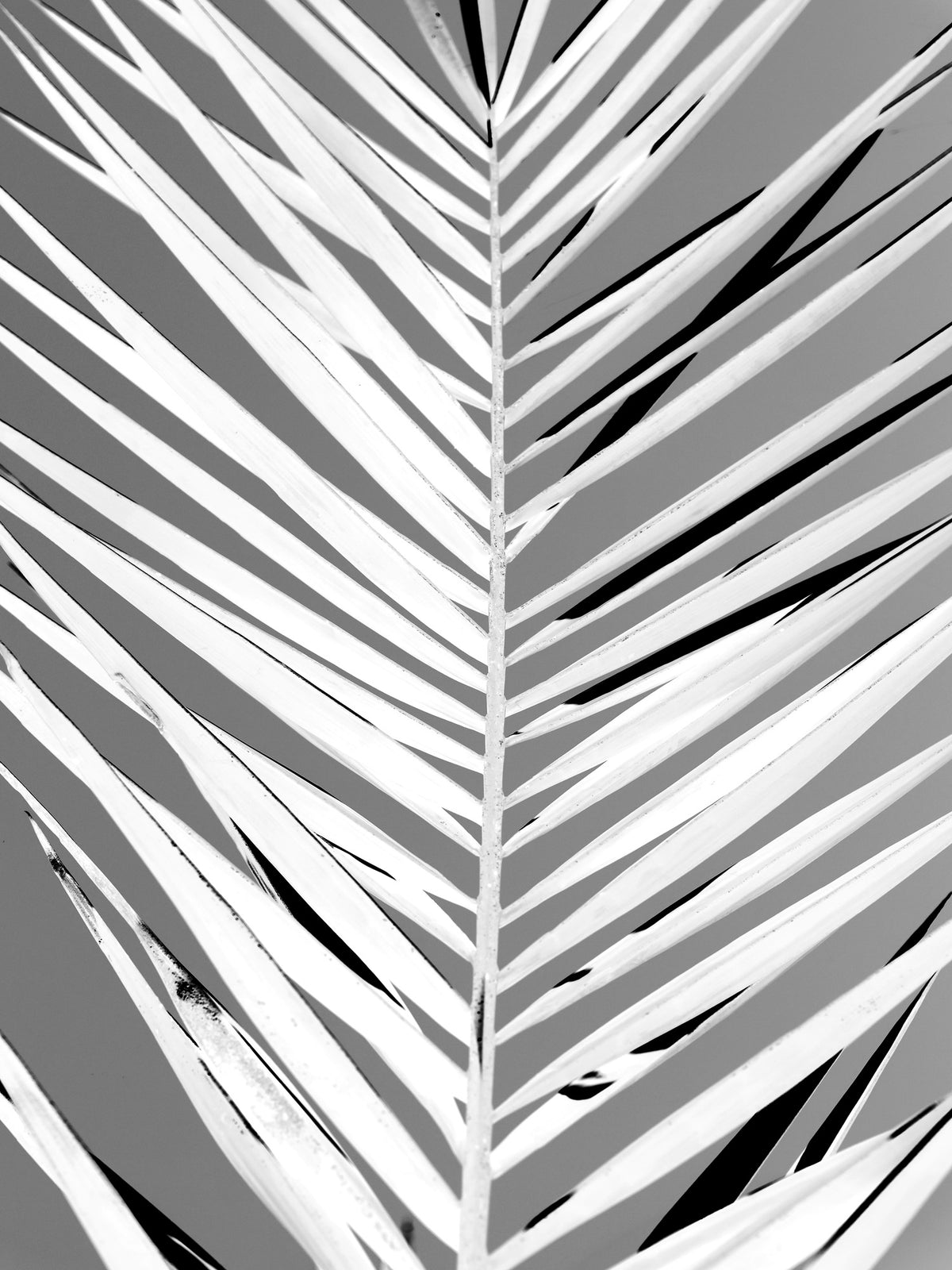 acrylic-print-monochrome-fronds
