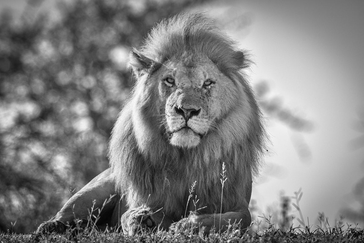 framedcanvas-print-monochromatic-lion-king-x