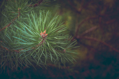 poster-print-pine-tree-close-up