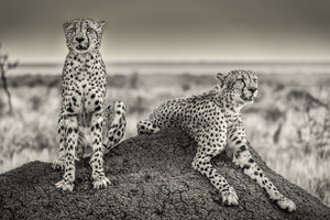 framedcanvas-print-two-cheetahs-watching-out