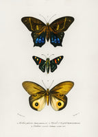 aluminium-print-various-butterflies-iii