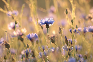 modern-3-piece-canvas-print-cornflowers-in-the-sun