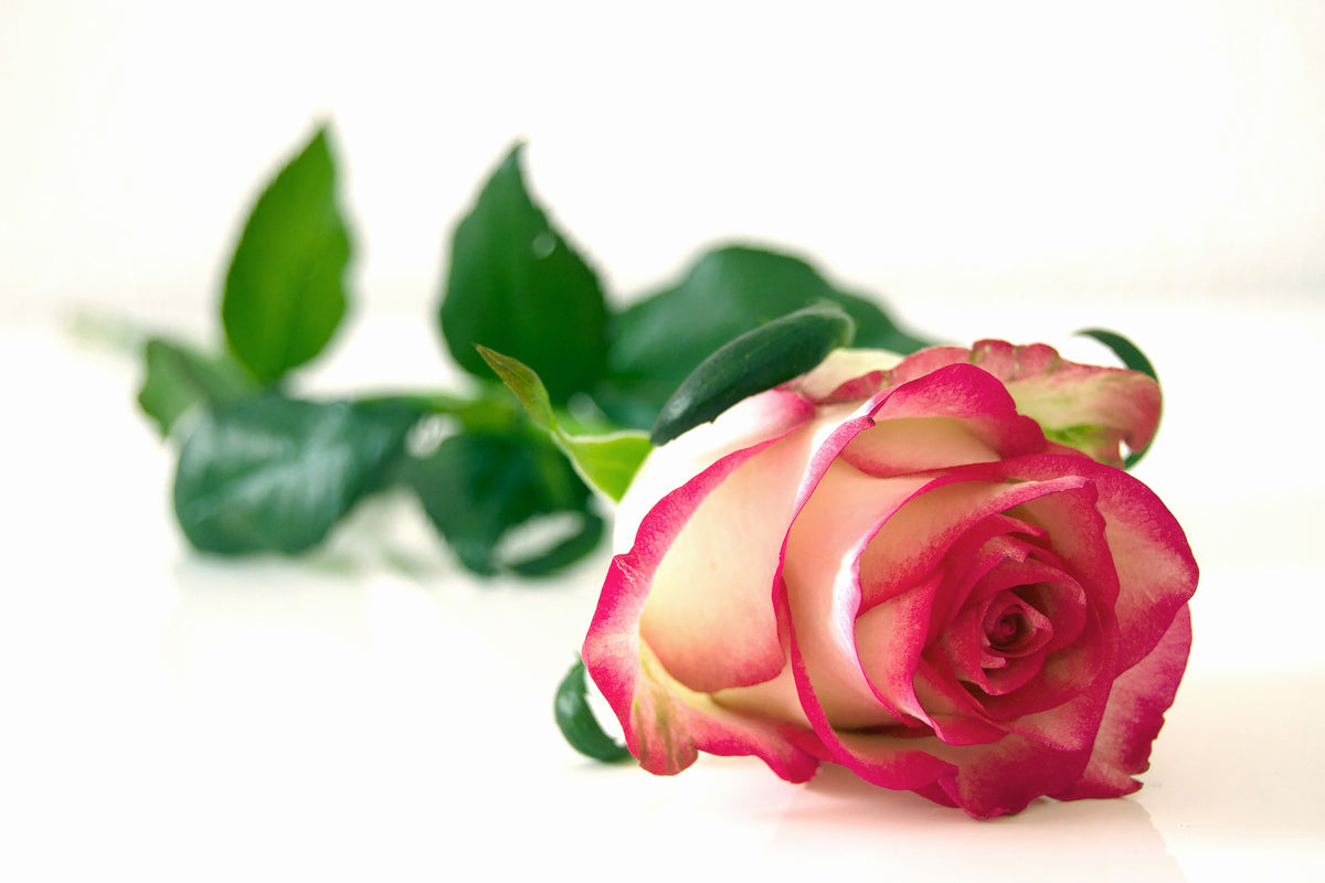 modern-3-piece-aluminium-print-the-proud-rose