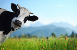 poster-print-cow