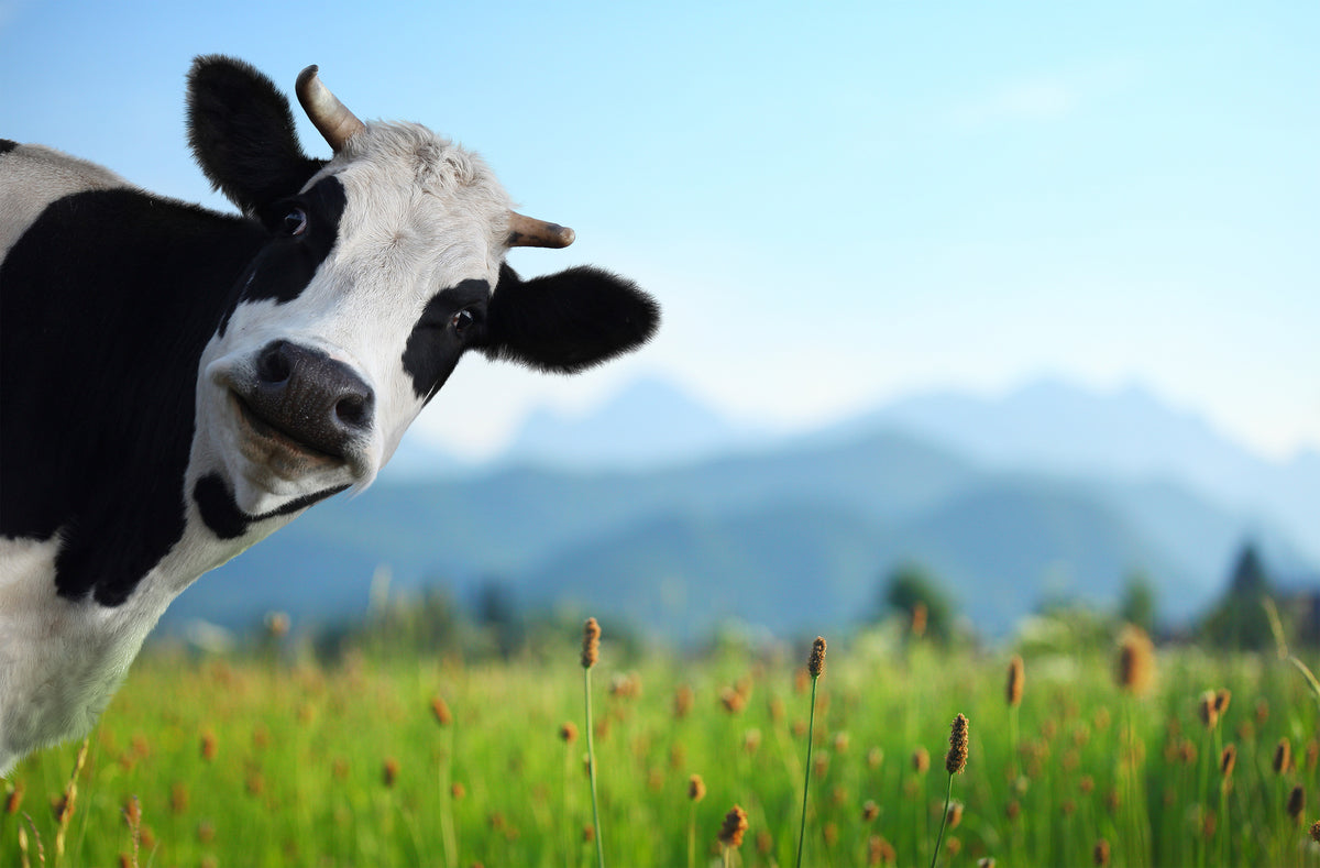 poster-print-cow