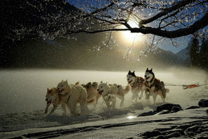 framedcanvas-print-huskies