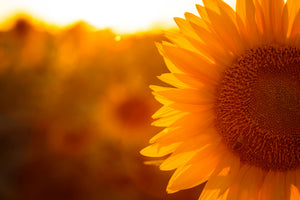 3-piece-canvas-print-macro-sunflower