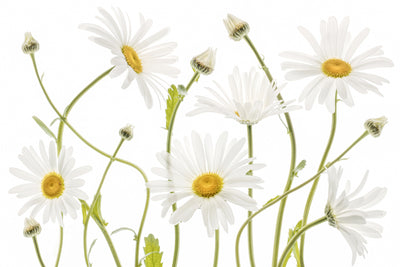 poster-print-ox-eye-daisies