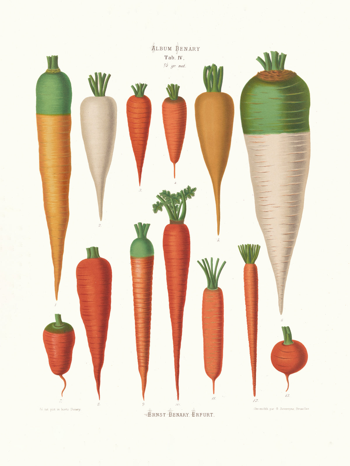 framedcanvas-print-carrots-from-album-benary-1876-1886-by-ernst-benary