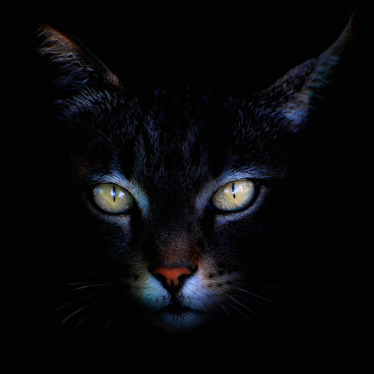 aluminium-print-cat