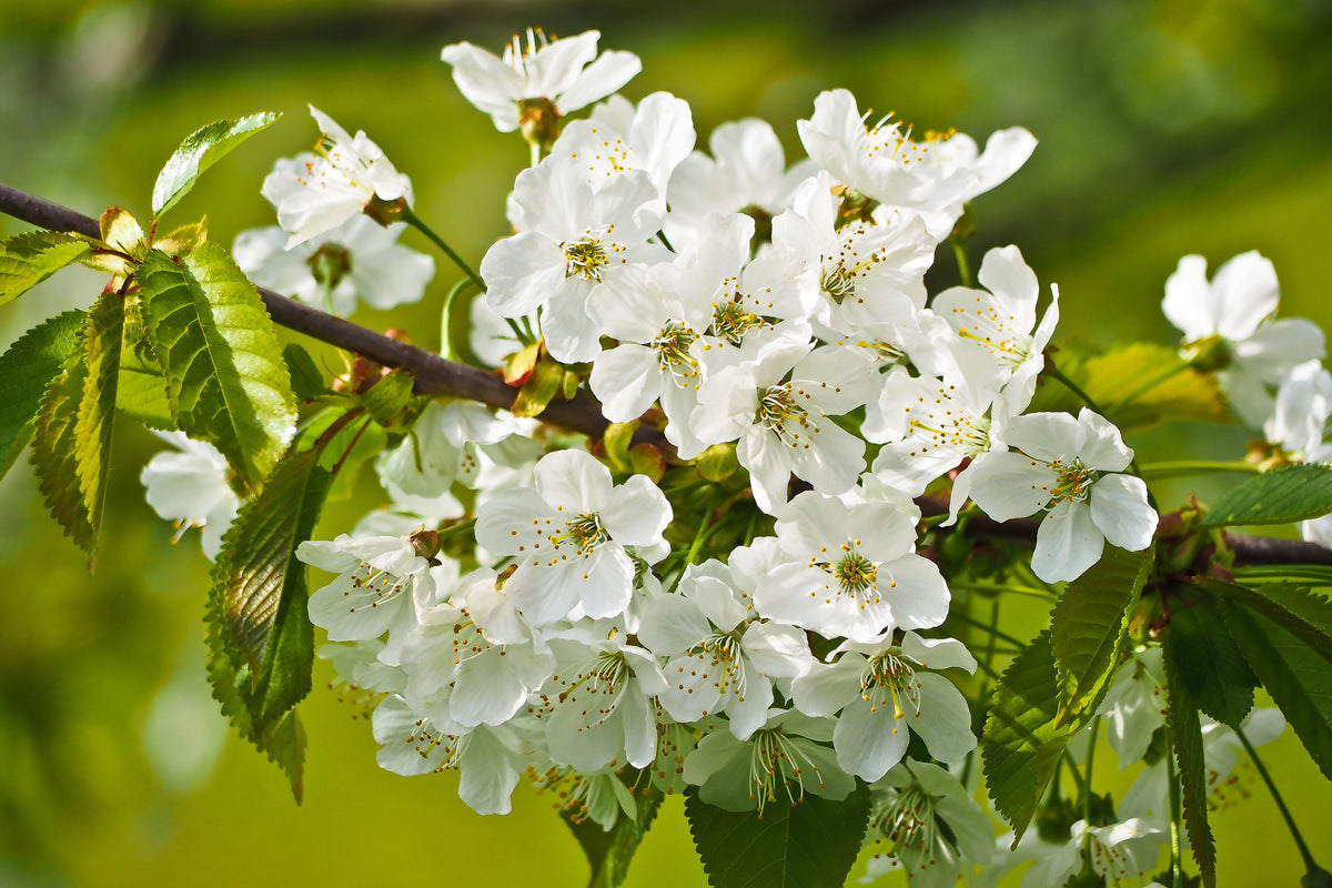 aluminium-print-white-flowers-in-xl