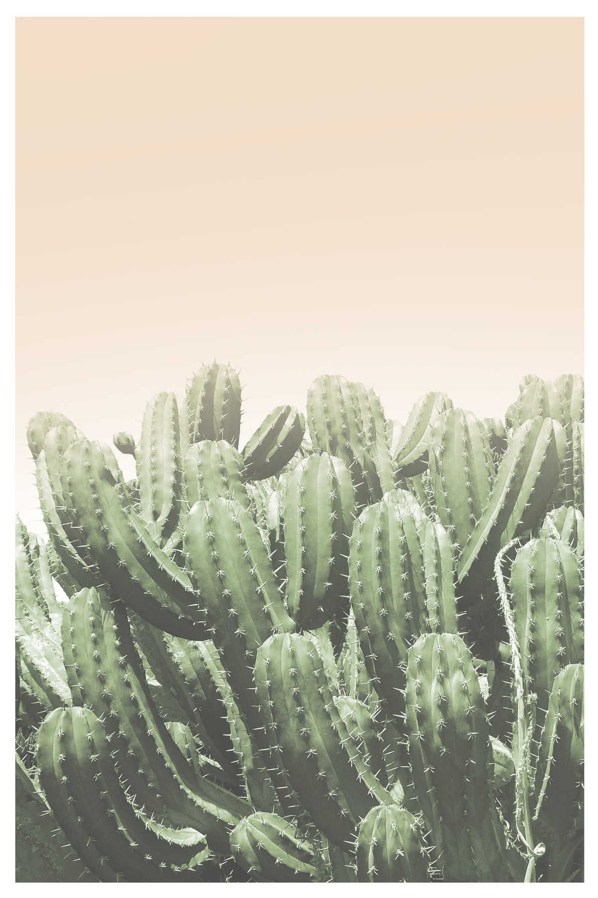 canvas-print-deserts-embrace