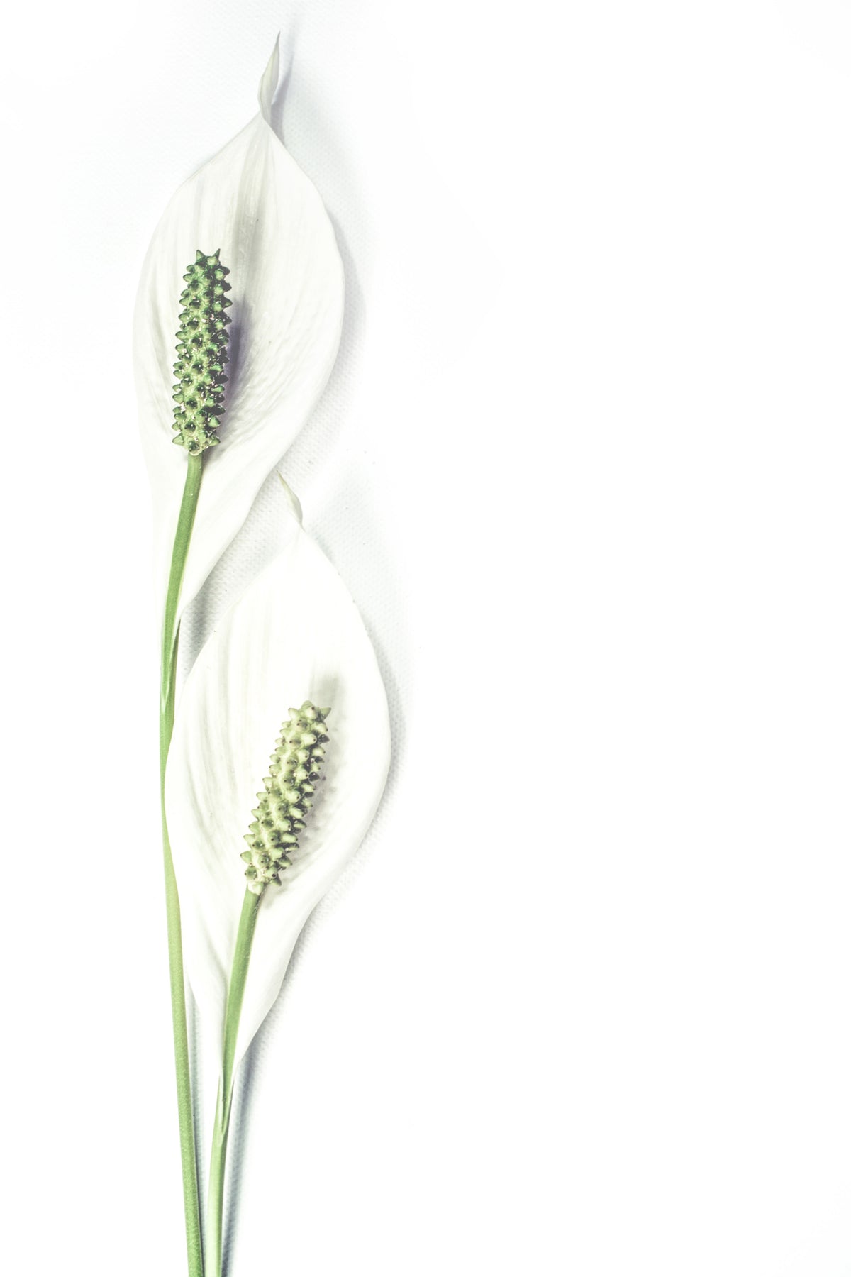 acrylic-print-lily-seed-pods