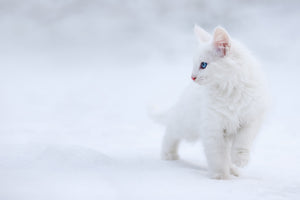 canvas-print-white-as-snow