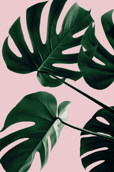 poster-print-monstera-pink-no-08