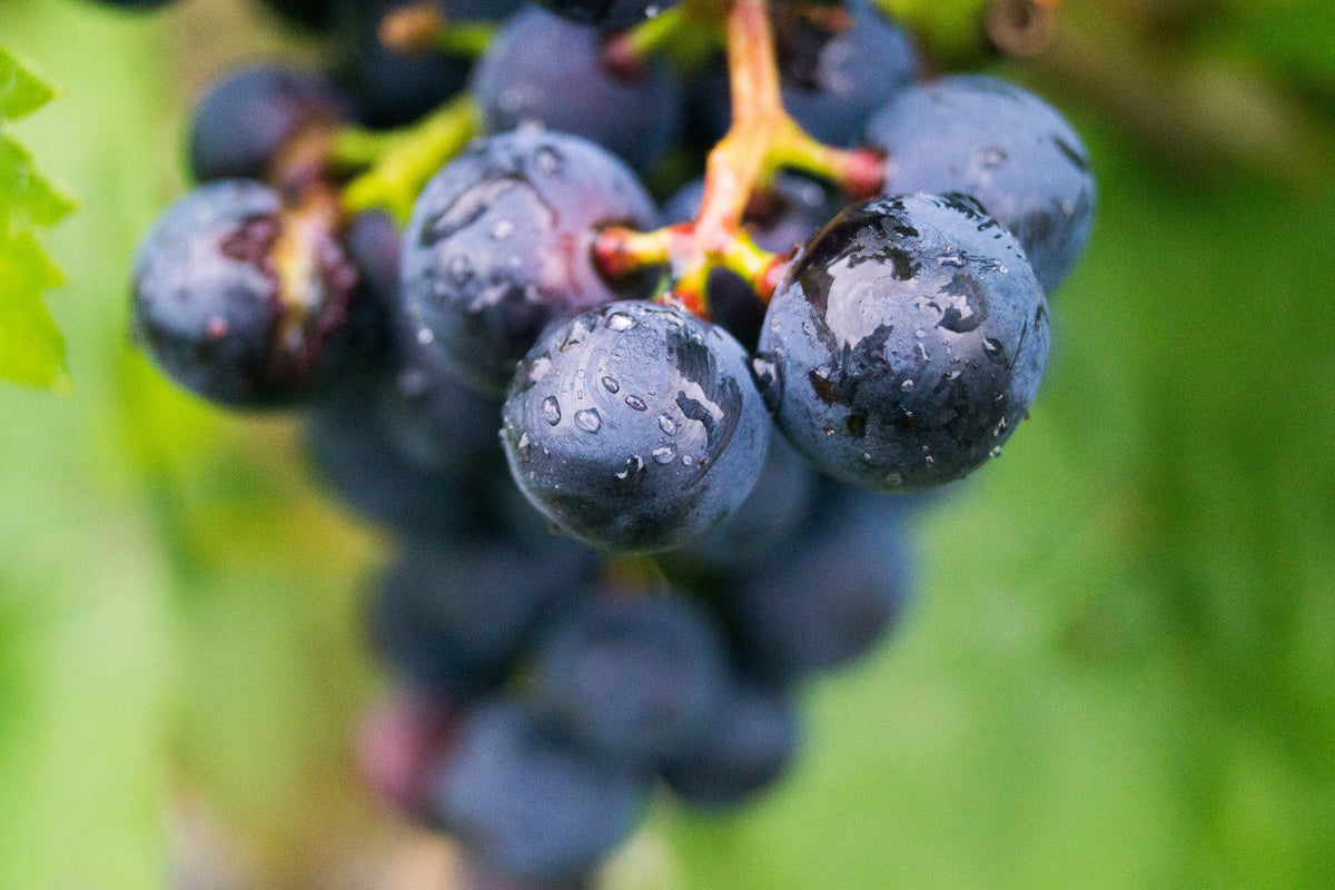 canvas-print-grapes