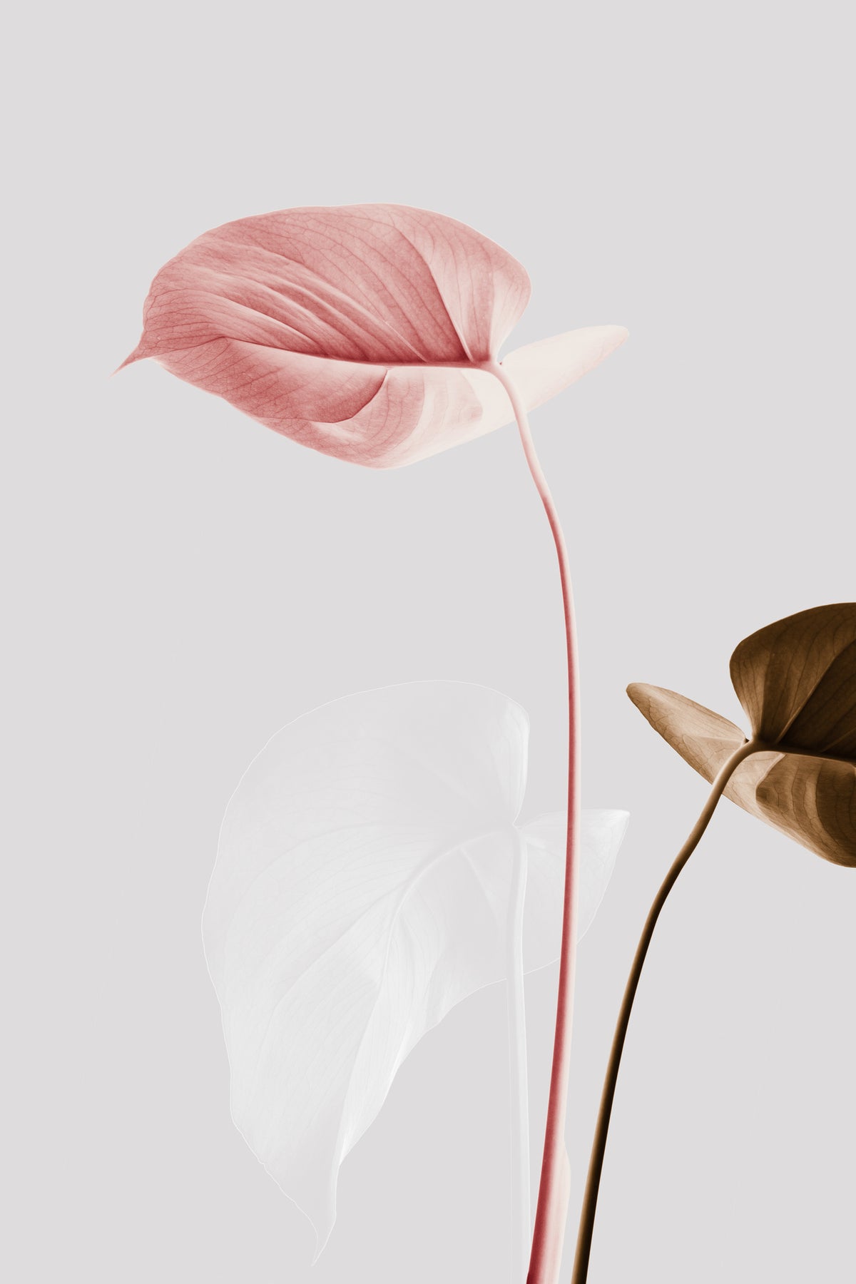 framedposter-print-monstera-creative-21