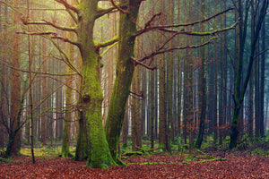 3-piece-canvas-print-alone-in-the-woods