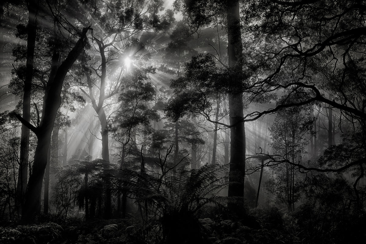 3-piece-aluminium-print-primary-forest