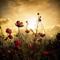 canvas-print-watching-the-sun-x