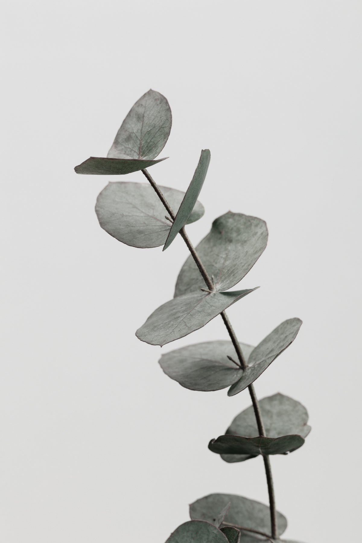 poster-print-eucalyptus-natural-06