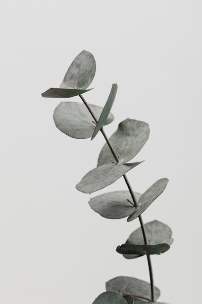 poster-print-eucalyptus-natural-06