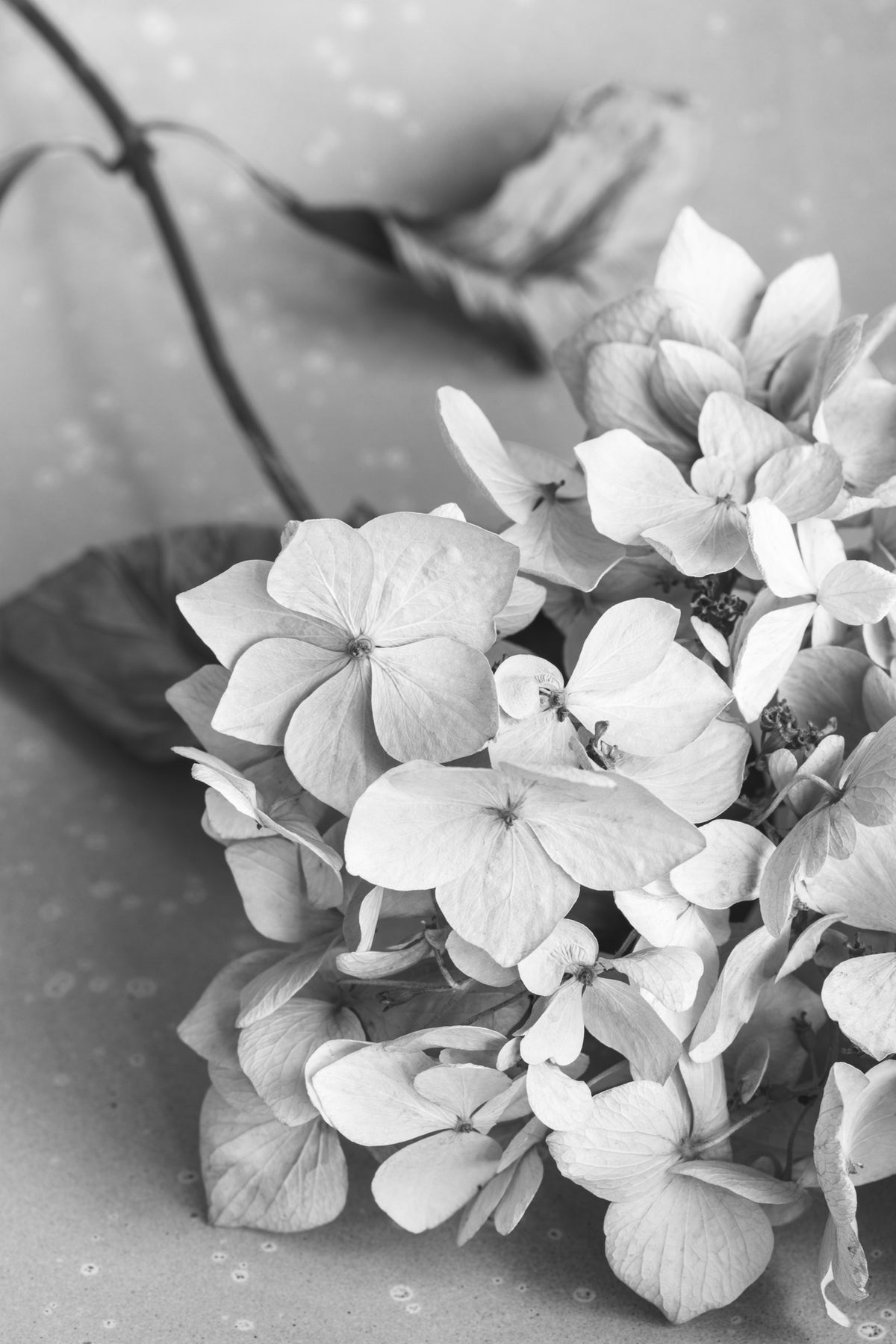 canvas-print-dried-flowe-ron-plate-black-amp-white