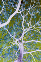 aluminium-print-surreal-branches