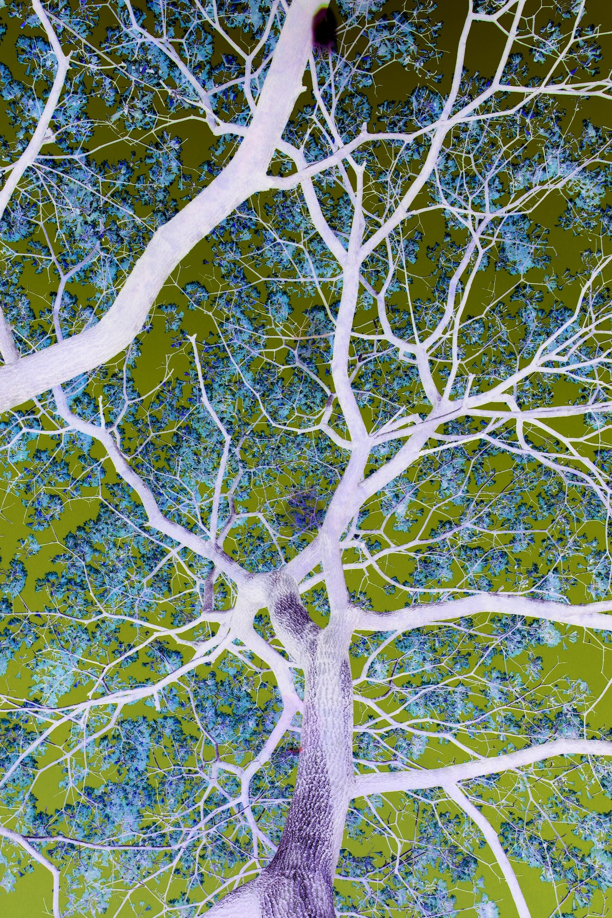 aluminium-print-surreal-branches