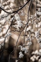 canvas-print-spring-branches-1