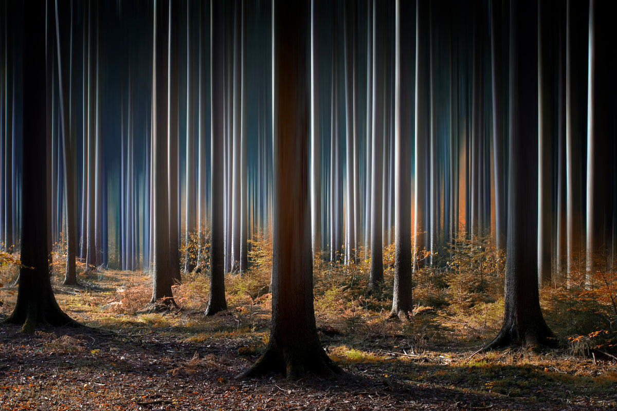 framedposter-print-mystic-wood