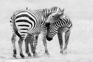 aluminium-print-tender-moment