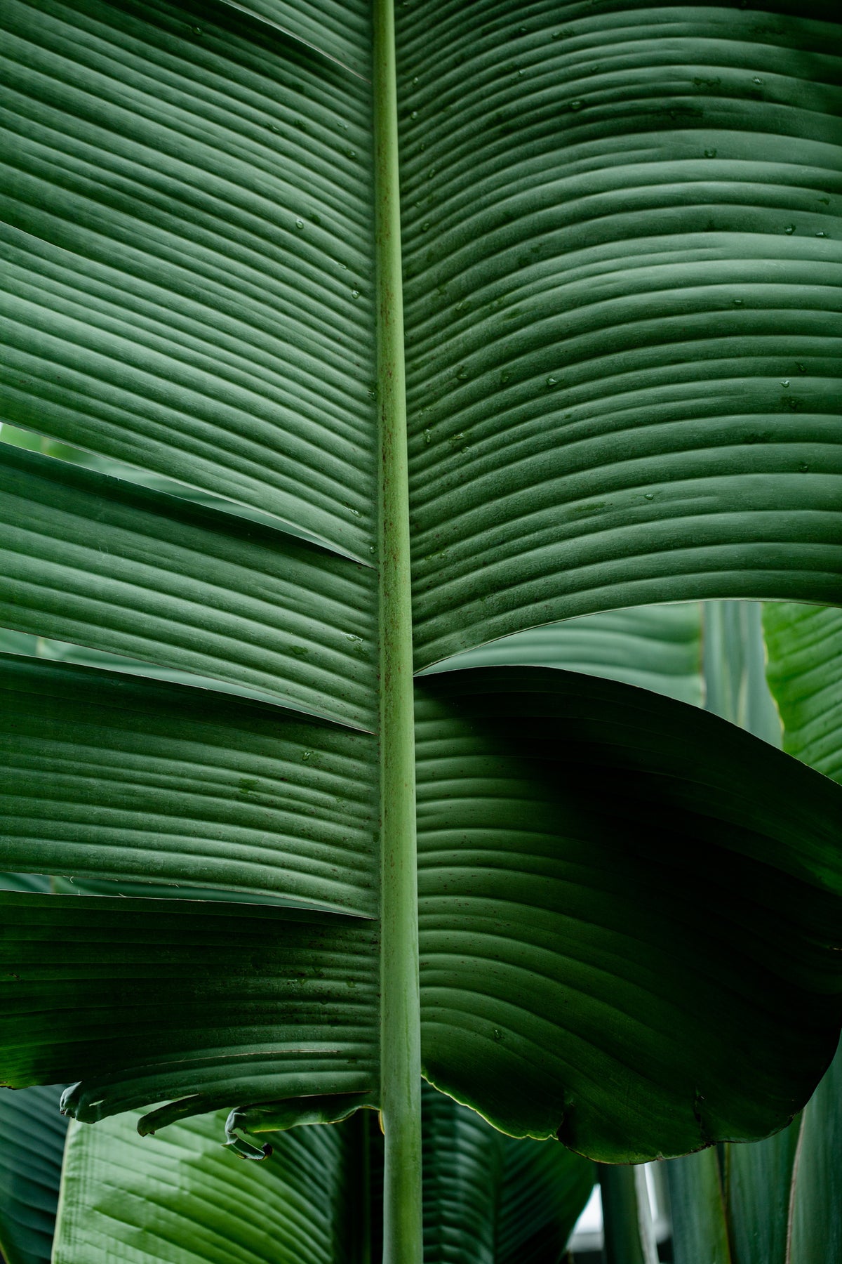 acrylic-print-leaves-15