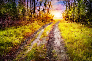 modern-3-piece-acrylic-print-the-forest-path