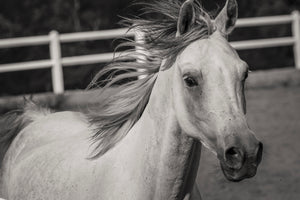 3-piece-acrylic-print-there-is-a-horse