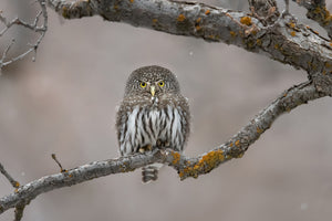aluminium-print-little-guy-in-the-snow-x