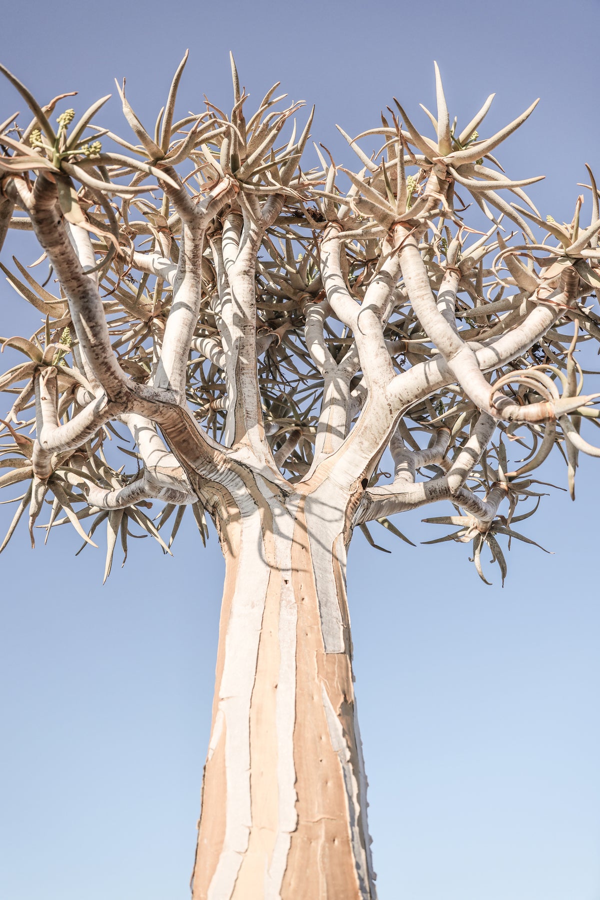 aluminium-print-quiver-tree-against-a-clear-blue-sky
