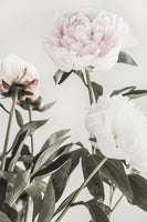 framedposter-print-peony-04