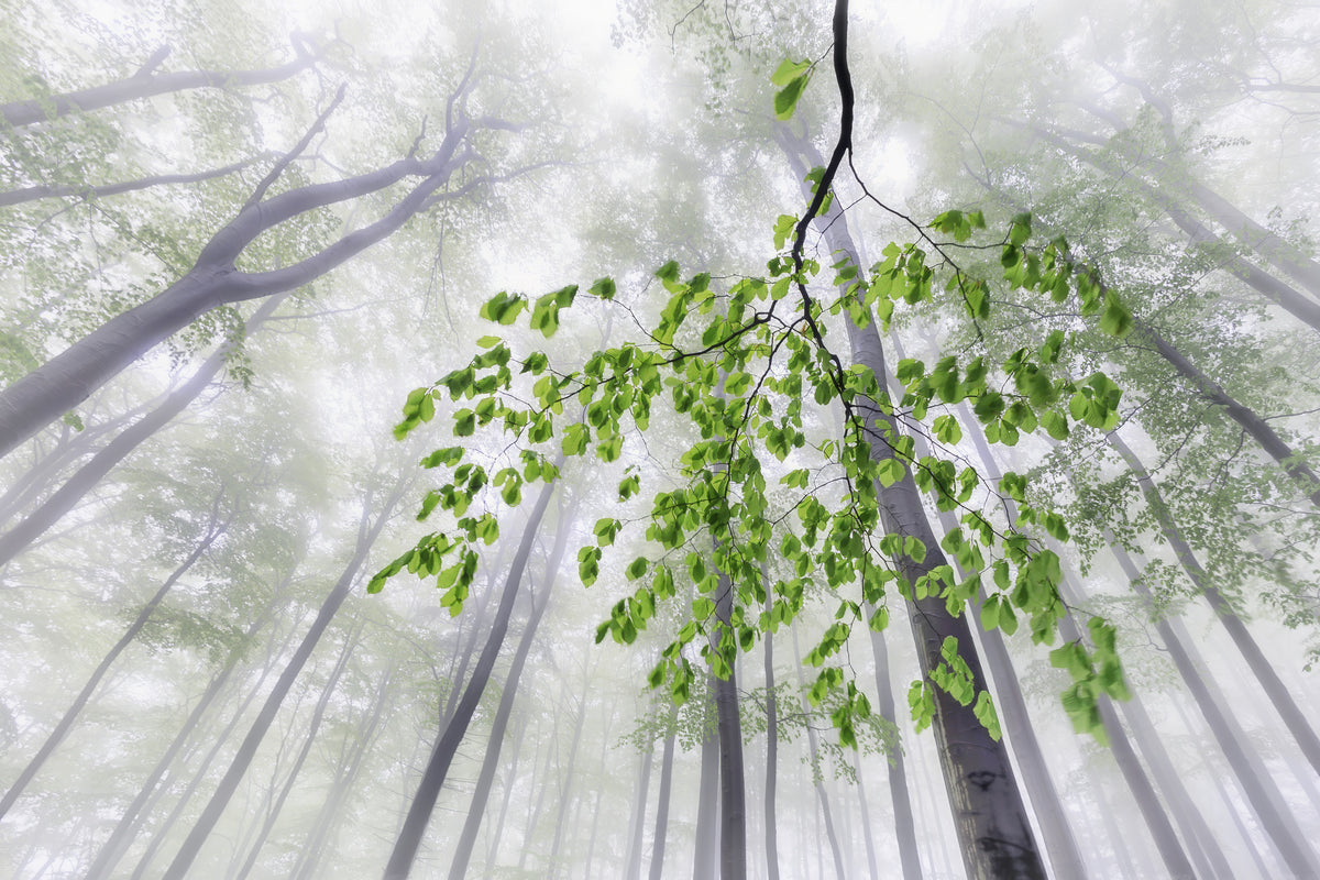 3-piece-aluminium-print-whispers-of-the-forest